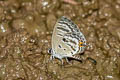 Dark Cupid Tongeia potanini umbriel (Banded Cupid)