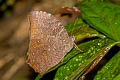 Dark Evening Brown Melanitis phedima ganapati