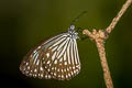 Dark Glassy Tiger Parantica agleoides agleoides