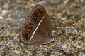 Dark Grass Brown Orsotriaena medus medus (Nigger)