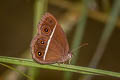 Dark Grass Brown Orsotriaena medus medus (Nigger)