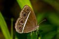 Dark Grass Brown Orsotriaena medus medus (Nigger)