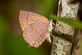 Dark Himalayan Oakblue Arhopala rama ramosa