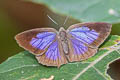 Dark Himalayan Oakblue Arhopala rama ramosa