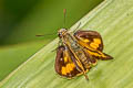 Dark Palm Dart Telicota bambusae bambusae