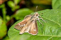 Dark Straight Swift Parnara apostata apostata