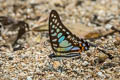 Dark Veined Jay Graphium bathycles bathycloides