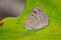 Dawnas Tailless Oakblue Arhopala aeeta