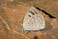 Dawnas Tailless Oakblue Arhopala aeeta