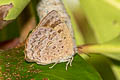 Dawnas Tailless Oakblue Arhopala aeeta