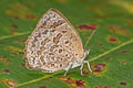 Dawnas Tailless Oakblue Arhopala aeeta