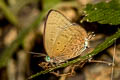 De Niceville's Dull Oakblue Arhopala agrata agrata