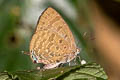 De Niceville's Dull Oakblue Arhopala agrata binghami