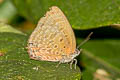 De Niceville's Dull Oakblue Arhopala agrata binghami