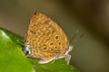 Deltal Dull Oakblue Arhopala delta