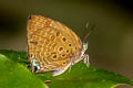 Deltal Dull Oakblue Arhopala delta