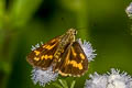 Detached Dart Potanthus trachala (Broad Bident Dart)