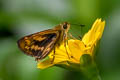 Detached Dart Potanthus trachala (Broad Bident Dart)