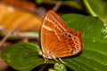 Double-banded Plum Judy Abisara bifasciata angulata (Two-band Plum Judy)