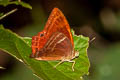 Double-banded Plum Judy Abisara bifasciata angulata (Two-band Plum Judy)