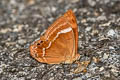 Double-banded Plum Judy Abisara bifasciata angulata (Two-band Plum Judy)