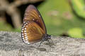 Double-branded Blue Crow Euploea sylvester harrisii