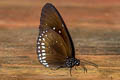 Double-branded Blue Crow Euploea sylvester harrisii