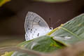 Double-spot Royal Tajuria illurgis illurgis