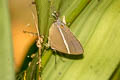 Double-tufed Royal Dacalana penicilligera (Assam Tufted Royal)