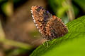 Dried-leaf Palmfly Elymnias saueri