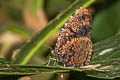 Dried-leaf Palmfly Elymnias saueri