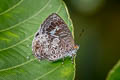 Dusky Bushblue Arhopala paraganesa zephyretta