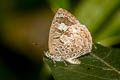 Dusky Bushblue Arhopala paraganesa zephyretta