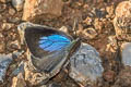 Dusky Bushblue Arhopala paraganesa zephyretta