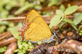 Dusky Sapphire Heliophorus eventa