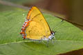 Dusky Sapphire Heliophorus eventa