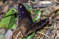 Dwarf Crow Euploea tulliolus ledereri