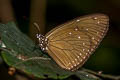 Dwarf Crow Euploea tulliolus dehaani