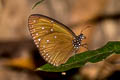 Dwarf Crow Euploea tulliolus dehaani