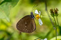 Dwarf Crow Euploea tulliolus ledereri