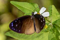 Dwarf Crow Euploea tulliolus ledereri