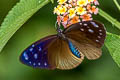 Dwarf Crow Euploea tulliolus ledereri