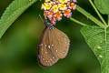 Dwarf Crow Euploea tulliolus ledereri