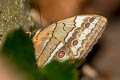 Eastern Junglequeen Stichophthalma mathilda ssp.