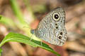 Eastern Fivering Ypthima similis