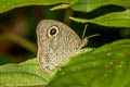 Eastern Fivering Ypthima similis