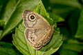 Eastern Fivering Ypthima similis