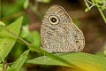 Eastern Fivering Ypthima similis