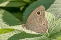 Eastern Fivering Ypthima similis