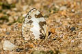 Elbowed Pierrot Caleta elna noliteia